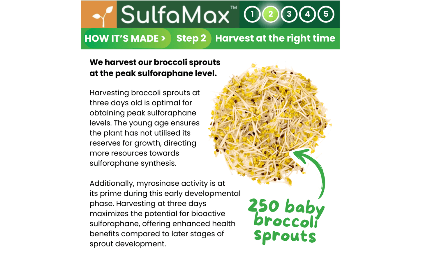 🌱 SulfaMax™ | 1 Month Supply of the best organic sulforaphane supplement