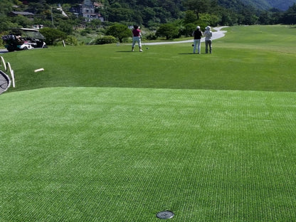 County Hybrid 22 Grass