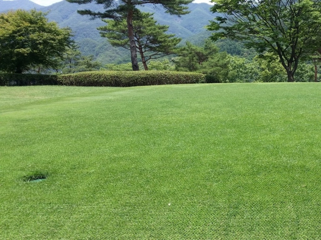 County Hybrid 22 Grass