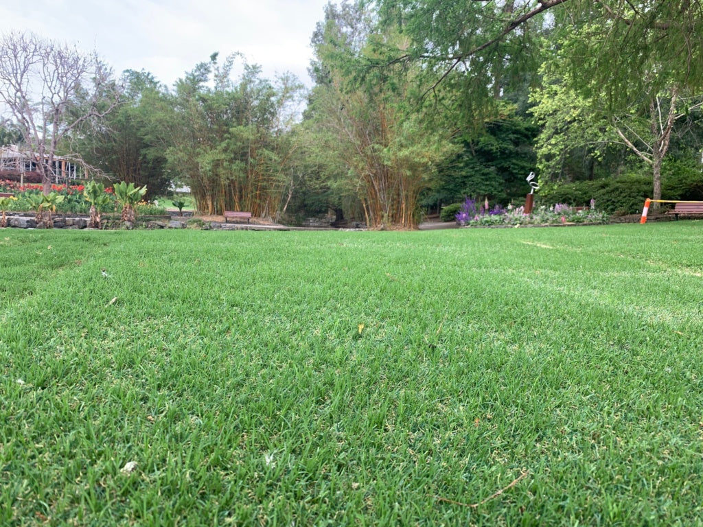 County Hybrid 32 Grass