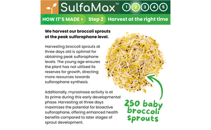 🌱 SulfaMax™  |  1 Month Supply of the best organic sulforaphane supplement